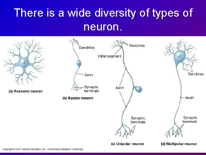 There is a wide diversity of types of neuron. 