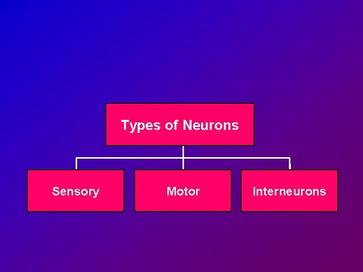 Types of Neurons Sensory Motor Interneurons 