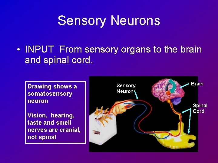 Sensory Neurons • INPUT From sensory organs to the brain and spinal cord. Drawing