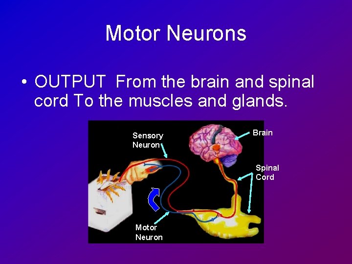 Motor Neurons • OUTPUT From the brain and spinal cord To the muscles and