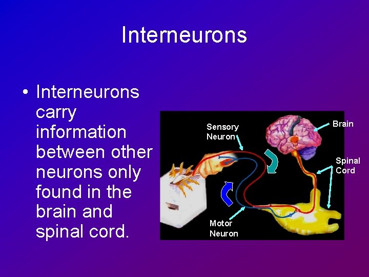 Interneurons • Interneurons carry information between other neurons only found in the brain and