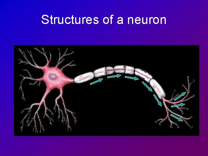 Structures of a neuron 