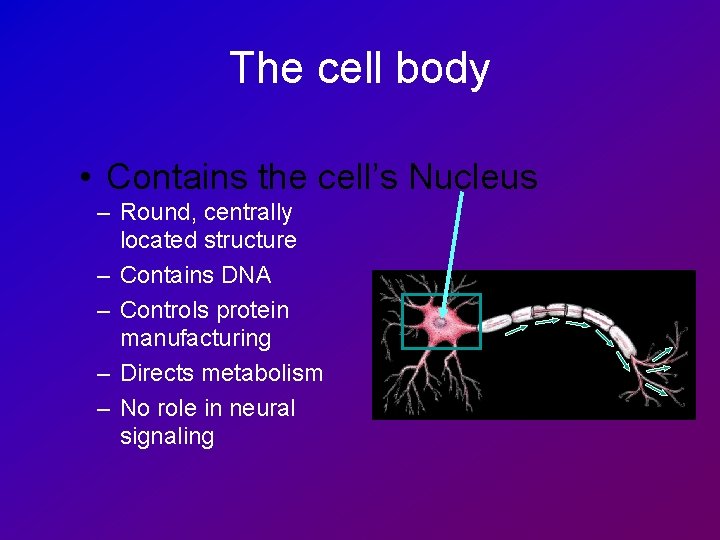 The cell body • Contains the cell’s Nucleus – Round, centrally located structure –