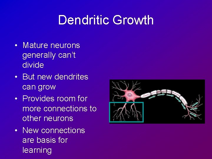 Dendritic Growth • Mature neurons generally can’t divide • But new dendrites can grow