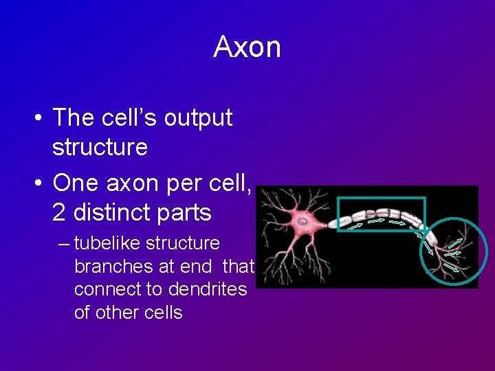 Axon • The cell’s output structure • One axon per cell, 2 distinct parts