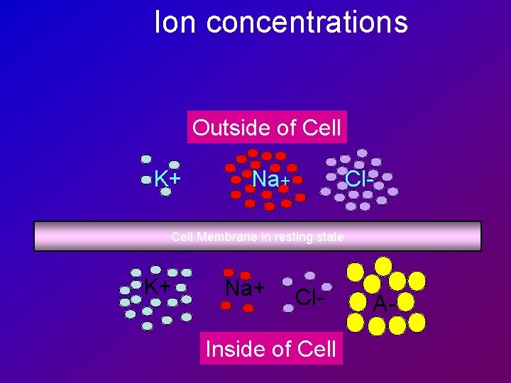Ion concentrations Outside of Cell K+ Na+ Cl- Cell Membrane in resting state K+
