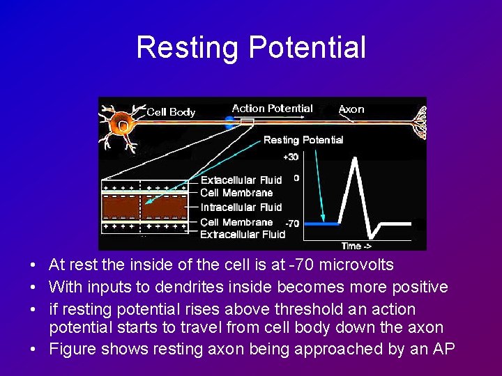 Resting Potential • At rest the inside of the cell is at -70 microvolts