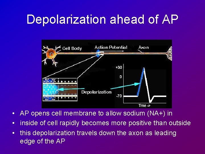 Depolarization ahead of AP • AP opens cell membrane to allow sodium (NA+) in