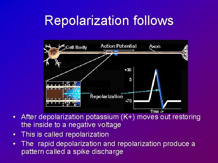 Repolarization follows • After depolarization potassium (K+) moves out restoring the inside to a
