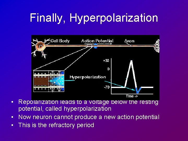 Finally, Hyperpolarization • Repolarization leads to a voltage below the resting potential, called hyperpolarization