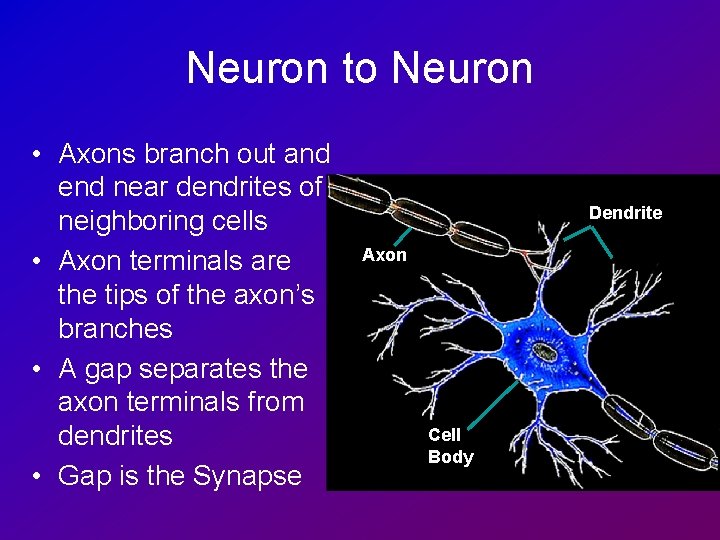 Neuron to Neuron • Axons branch out and end near dendrites of neighboring cells