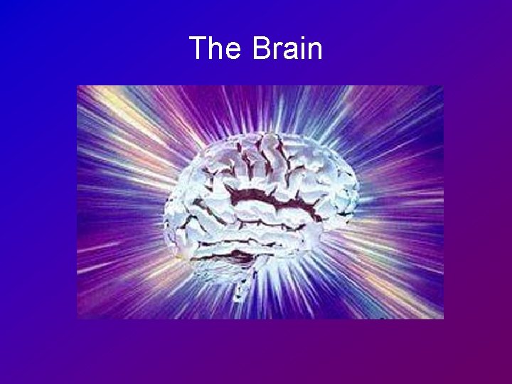 The Brain 