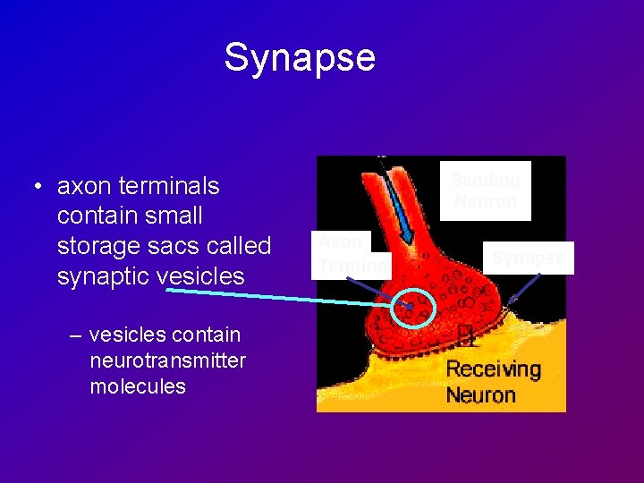 Synapse • axon terminals contain small storage sacs called synaptic vesicles – vesicles contain