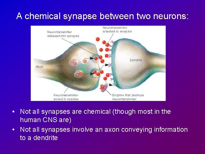 A chemical synapse between two neurons: • Not all synapses are chemical (though most