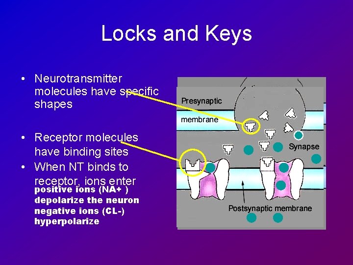 Locks and Keys • Neurotransmitter molecules have specific shapes • Receptor molecules have binding