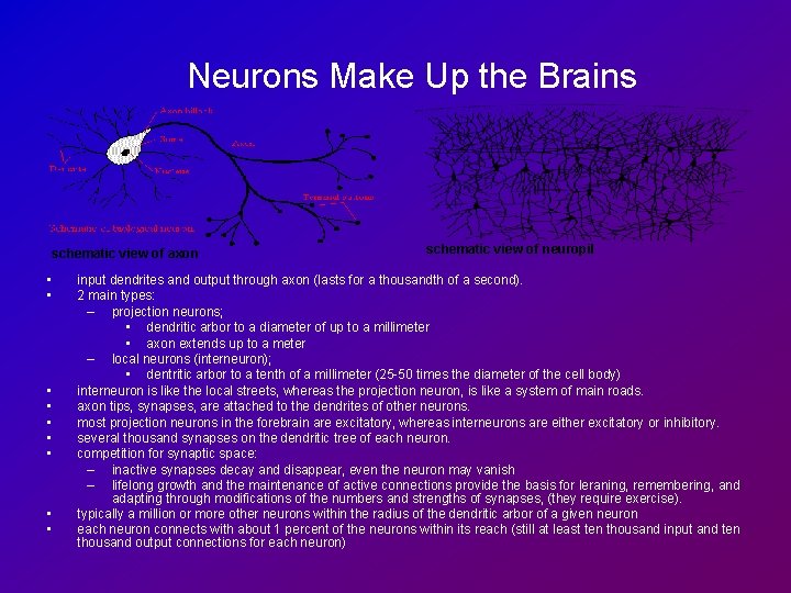 Neurons Make Up the Brains schematic view of axon • • • schematic view
