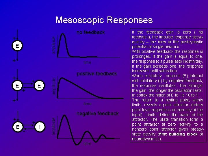 Mesoscopic Responses no feedback amplitude + E + time + E + + E