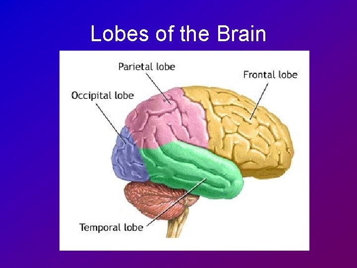 Lobes of the Brain 