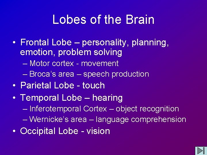 Lobes of the Brain • Frontal Lobe – personality, planning, emotion, problem solving –