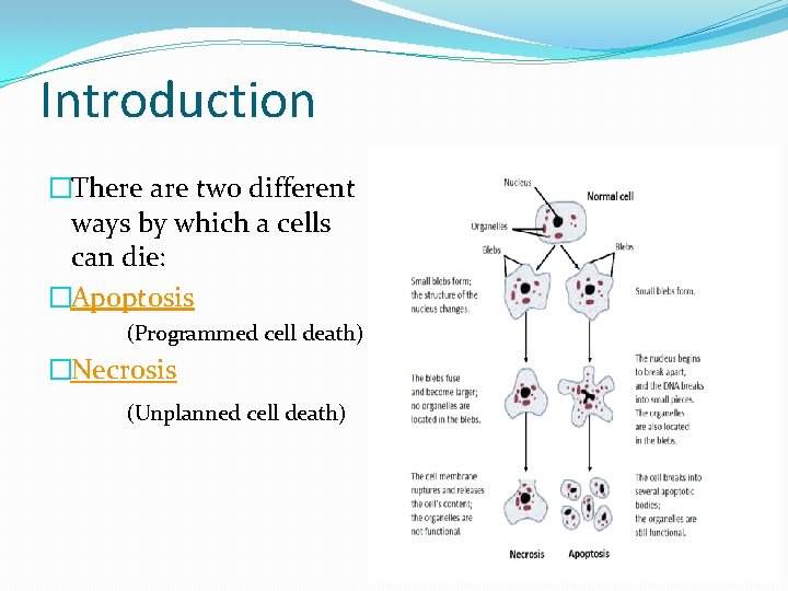 Introduction �There are two different ways by which a cells can die: �Apoptosis (Programmed