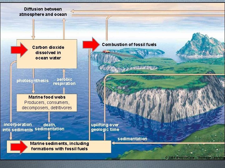 Diffusion between atmosphere and ocean Carbon dioxide dissolved in ocean water photosynthesis Combustion of