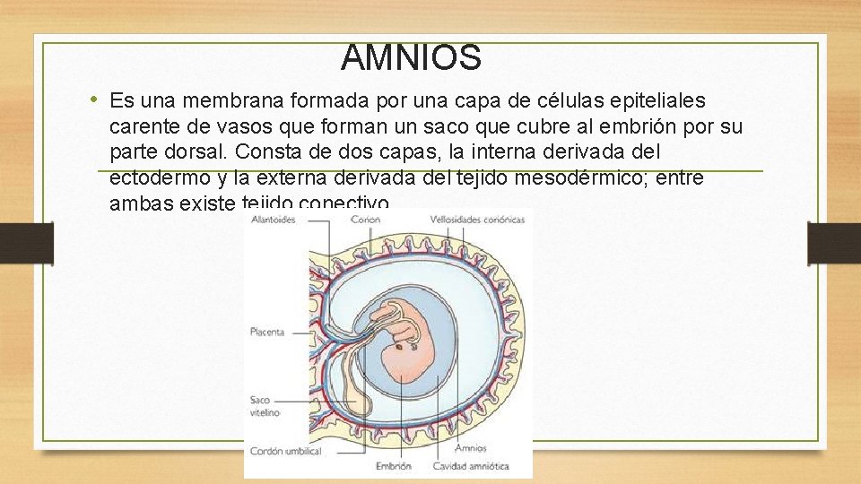 AMNIOS • Es una membrana formada por una capa de células epiteliales carente de