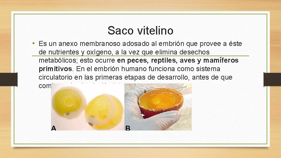 Saco vitelino • Es un anexo membranoso adosado al embrión que provee a éste