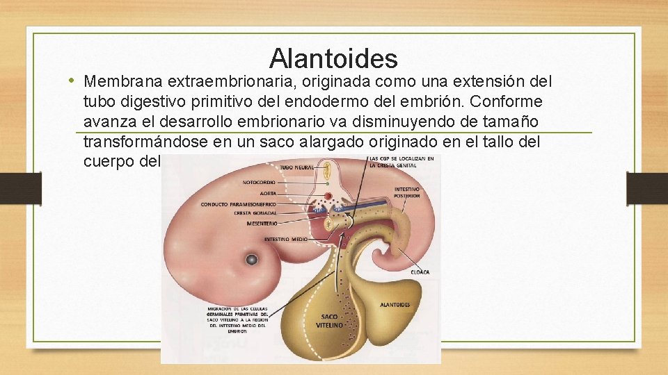 Alantoides • Membrana extraembrionaria, originada como una extensión del tubo digestivo primitivo del endodermo