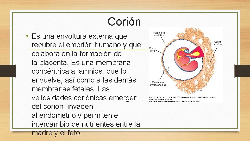 Corión • Es una envoltura externa que recubre el embrión humano y que colabora