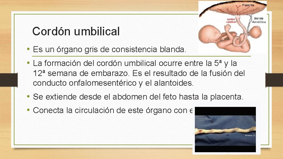 Cordón umbilical • Es un órgano gris de consistencia blanda. • La formación del