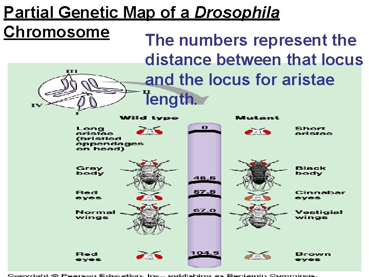 Partial Genetic Map of a Drosophila Chromosome The numbers represent the distance between that