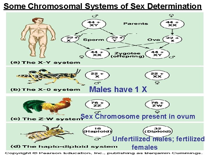 Some Chromosomal Systems of Sex Determination Males have 1 X Sex Chromosome present in