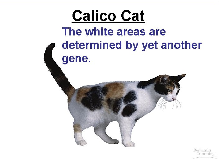 Calico Cat The white areas are determined by yet another gene. 