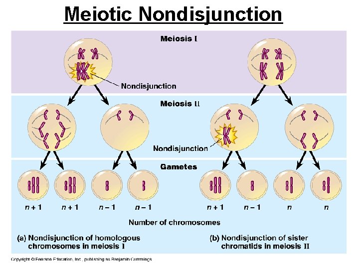 Meiotic Nondisjunction 