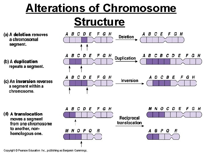 Alterations of Chromosome Structure 