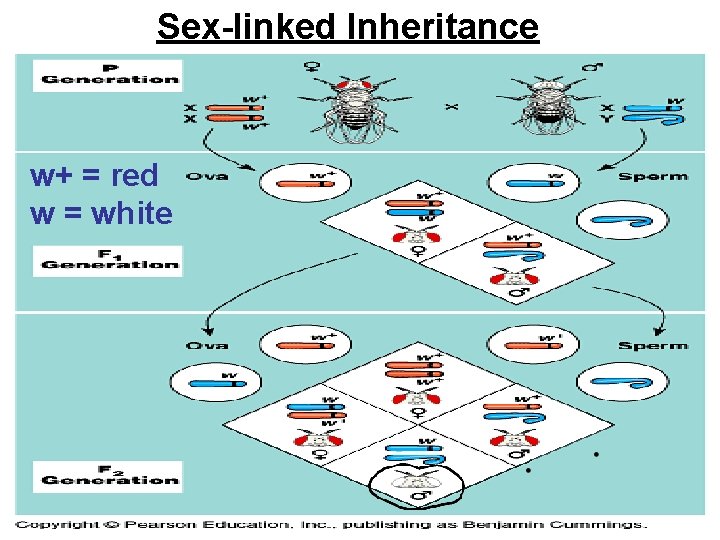 Sex-linked Inheritance w+ = red w = white 