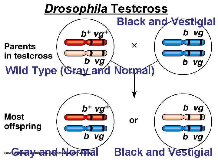 Drosophila Testcross Black and Vestigial Wild Type (Gray and Normal) Gray and Normal Black