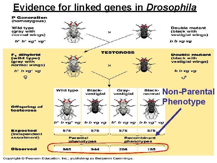 Evidence for linked genes in Drosophila Non-Parental Phenotype 