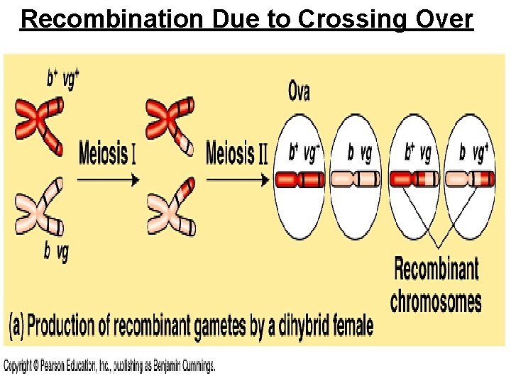 Recombination Due to Crossing Over 