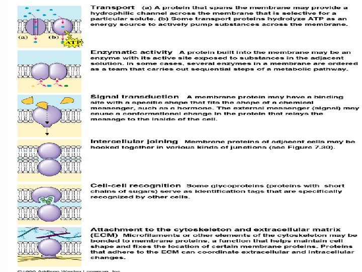 Some Functions of Membrane Proteins 
