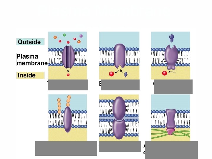 Plasma Membrane Proteins PROTEINS CAN MOVE IN THE MEMBRANE, TOO! 
