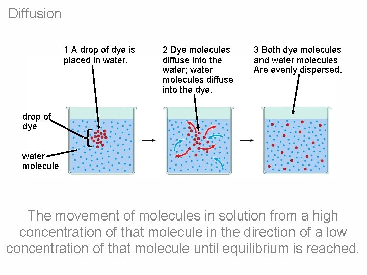 Diffusion 1 A drop of dye is placed in water. 2 Dye molecules diffuse
