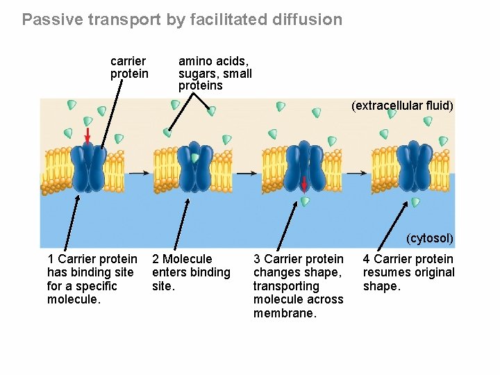 Passive transport by facilitated diffusion carrier protein amino acids, sugars, small proteins (extracellular fluid)