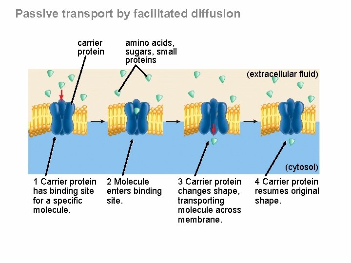Passive transport by facilitated diffusion carrier protein amino acids, sugars, small proteins (extracellular fluid)