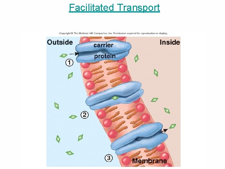 Facilitated Transport 