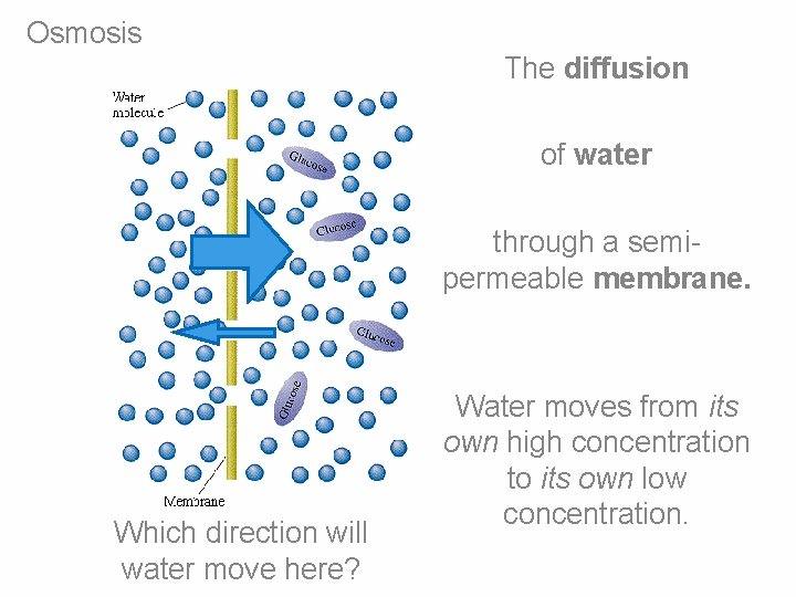 Osmosis The diffusion of water through a semipermeable membrane. Which direction will water move