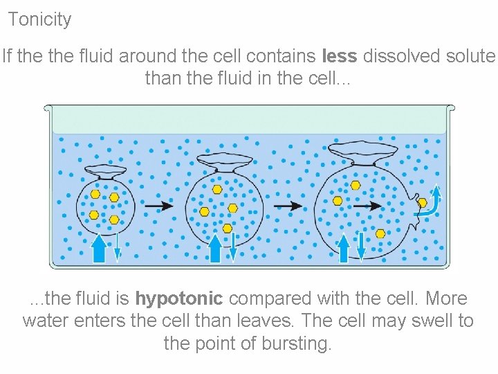 Tonicity If the fluid around the cell contains less dissolved solute than the fluid