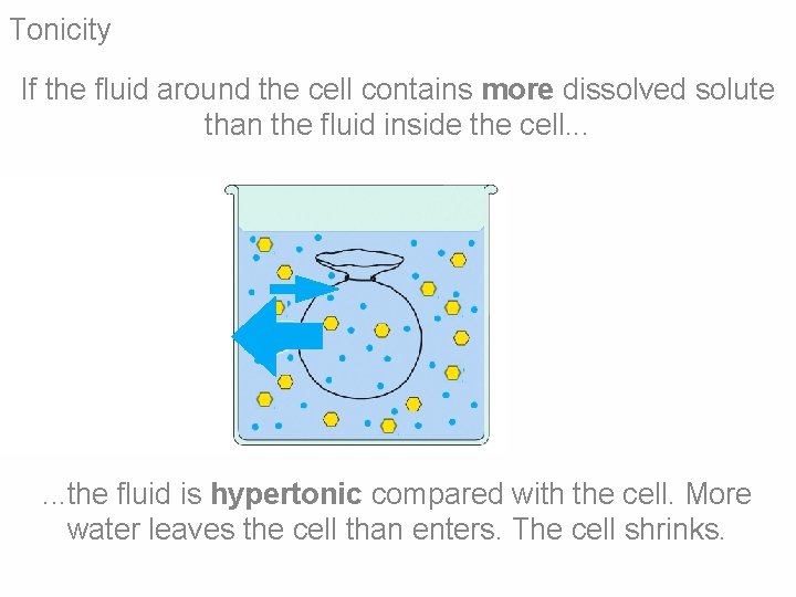 Tonicity If the fluid around the cell contains more dissolved solute than the fluid