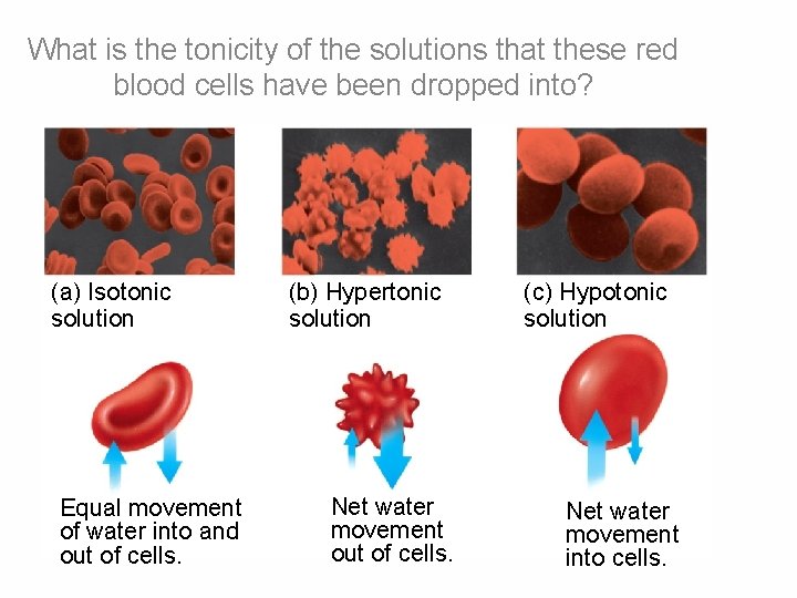 What is the tonicity of the solutions that these red blood cells have been