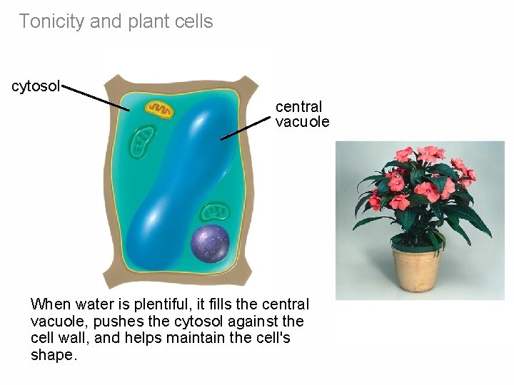 Tonicity and plant cells cytosol central vacuole When water is plentiful, it fills the